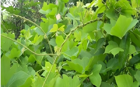 七夕寵妻狂魔就選它！二月風(fēng)雙有機野生葛根粉，健康又有文化味 