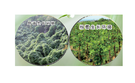 高學(xué)歷養(yǎng)生黨親測：這款雙有機野生葛根粉，憑什么成日常優(yōu)選？?